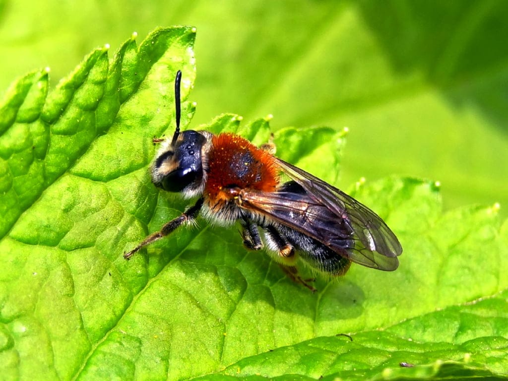 early mining bee