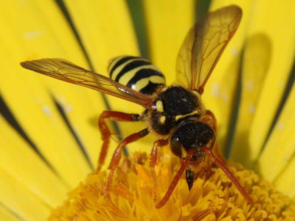 Goodens nomad bee