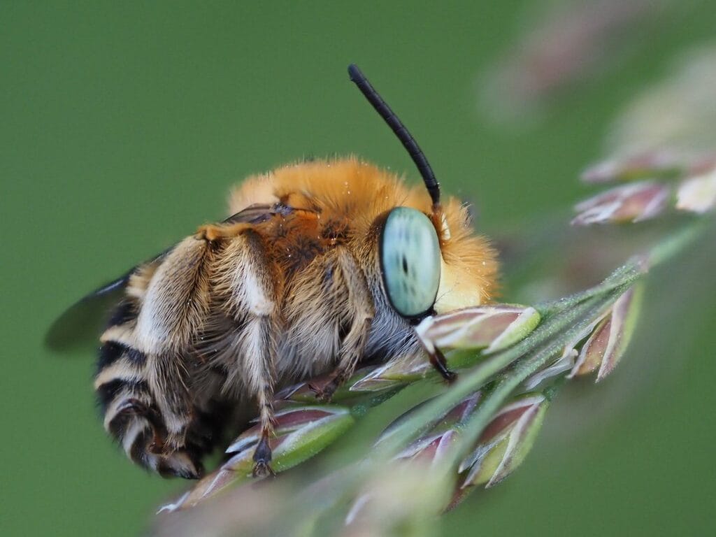 Green eyed flower bee