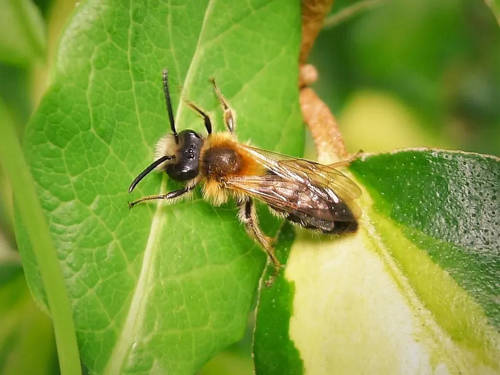 Grey-patched Mining Bee (Andrena nitida)