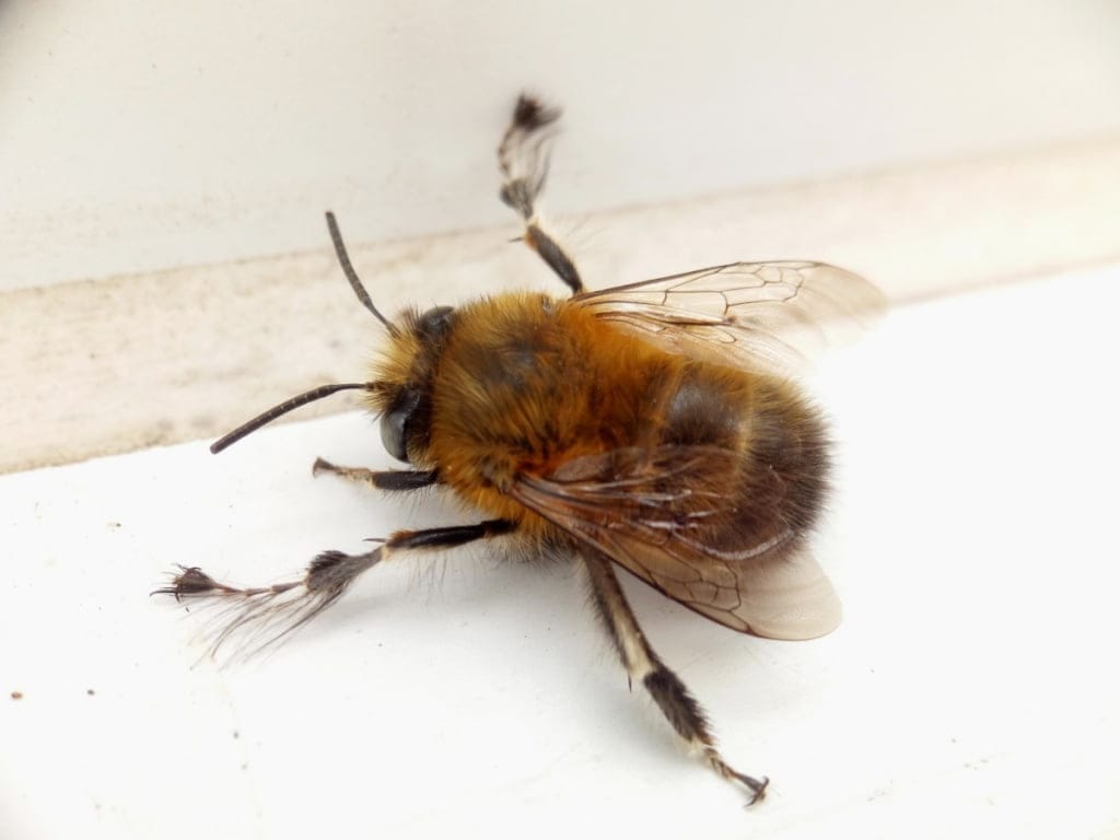 Hairy footed flower bee