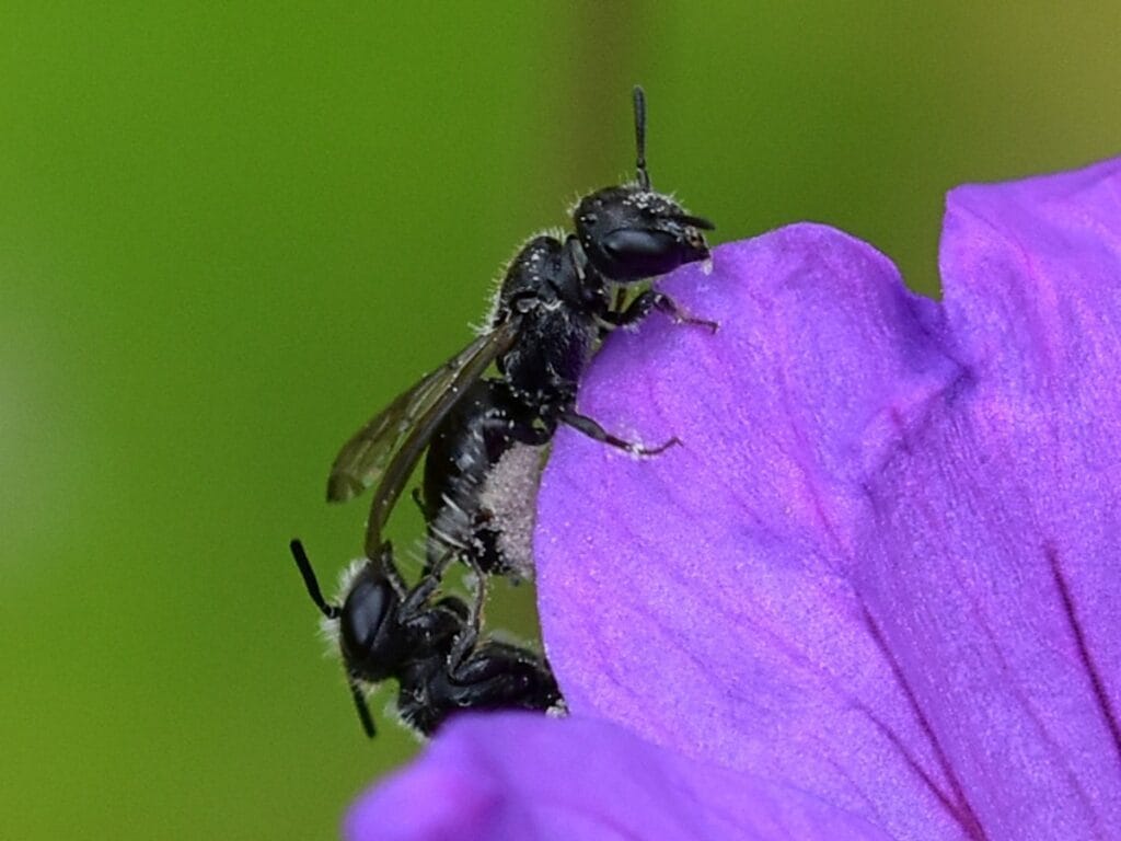 Harebell Carpenter Bee (Chelostoma campanularum)