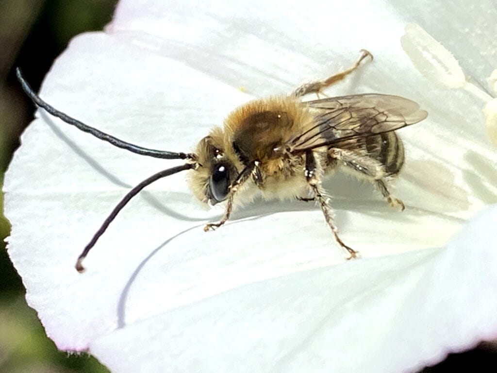 Long horned bee