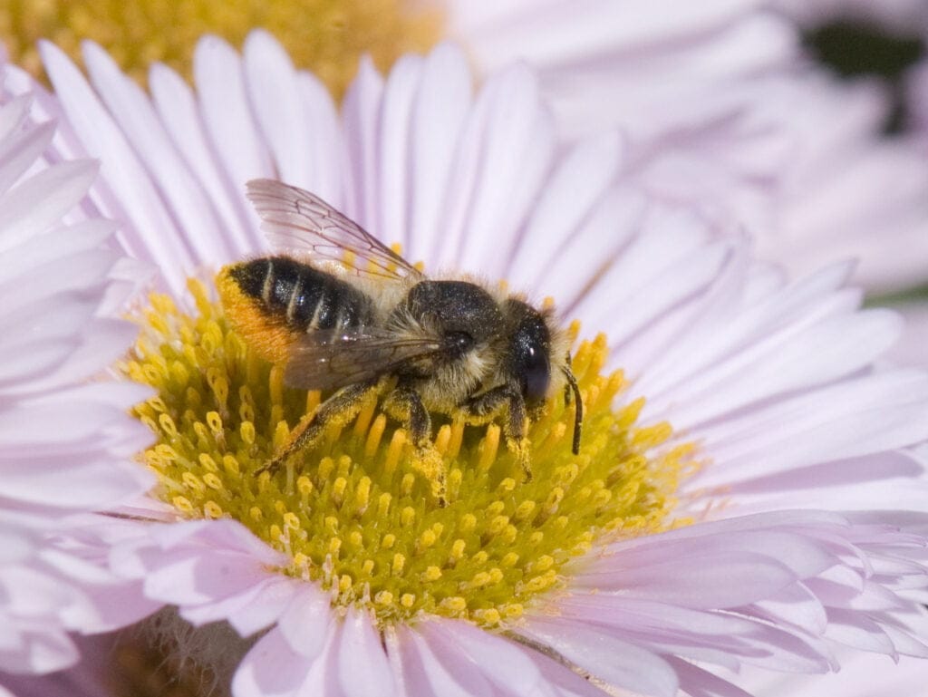 megachile centuncularis