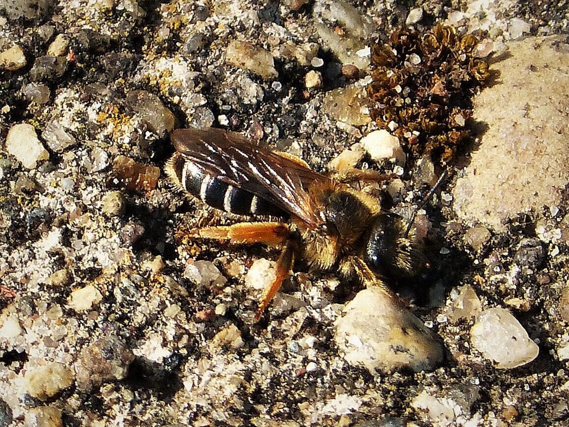 Orange-legged Furrow Bee (Halictus rubicundus)