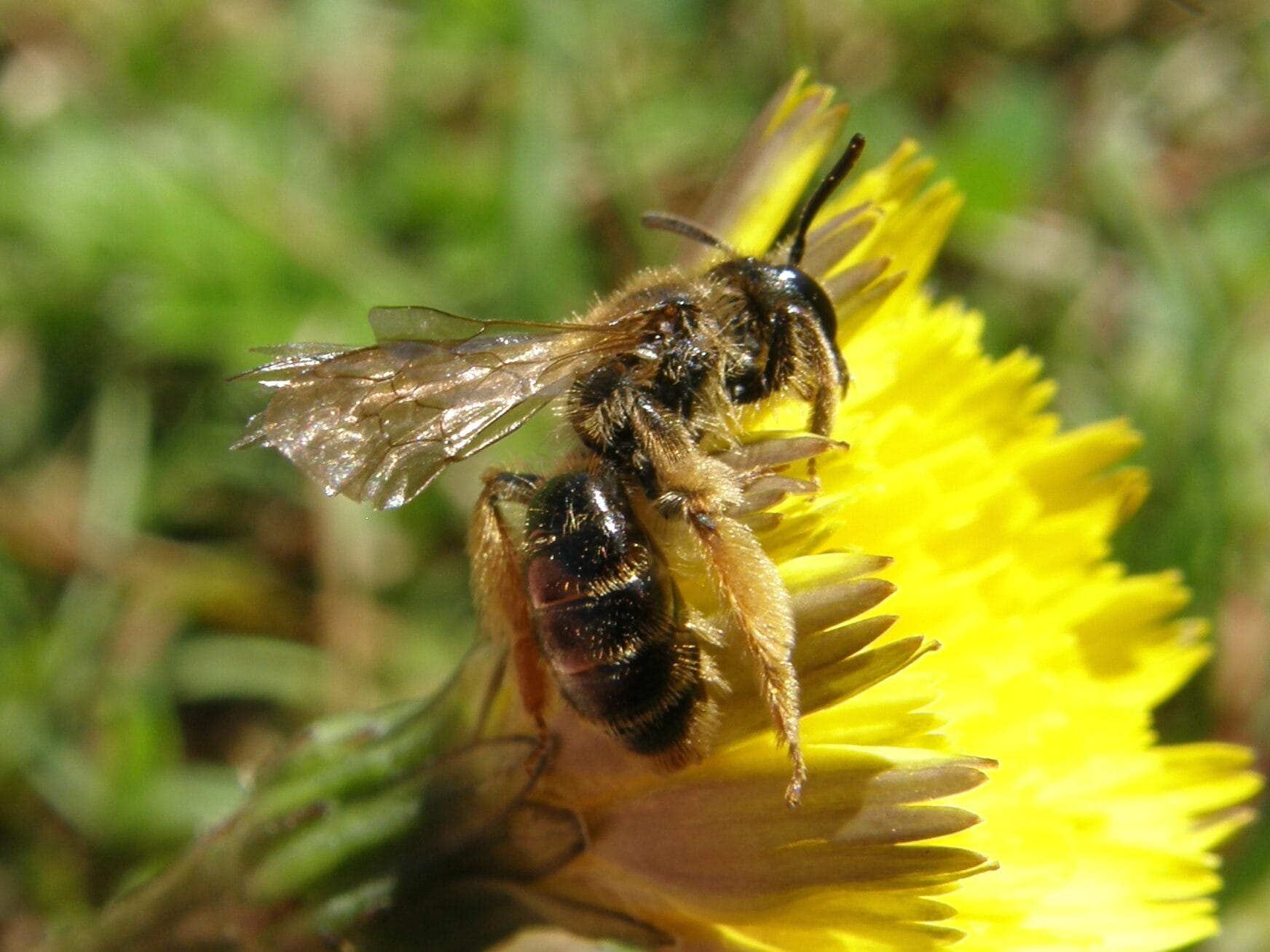 Orange-tip Mining Bee (Andrena fulvago)