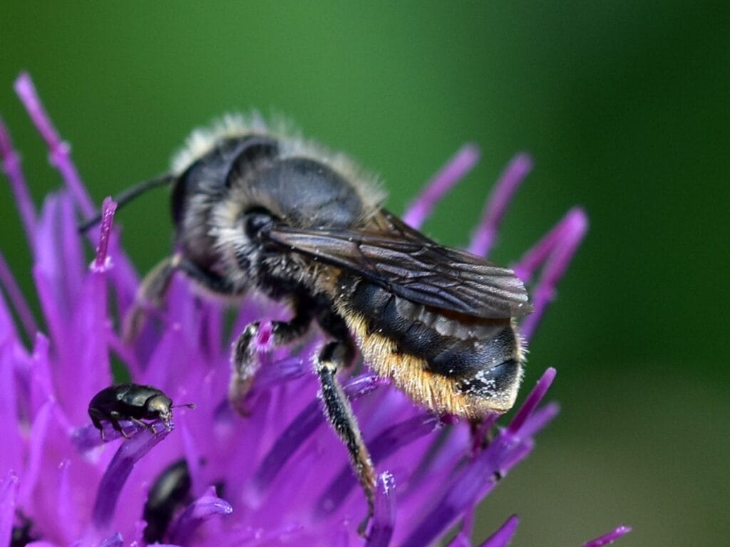 Orange vented Mason Bee