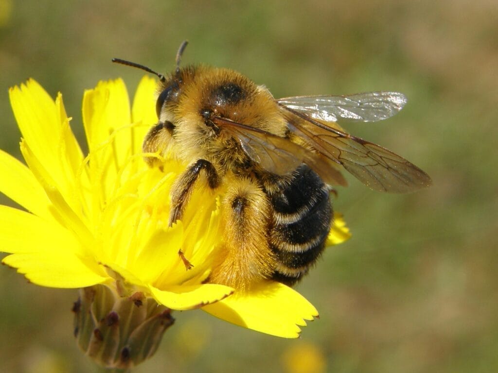 Pantaloon Bee (Dasypoda hirtipes)