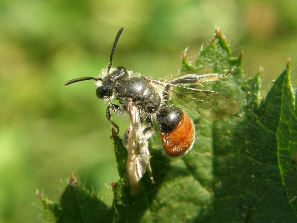 Red-girdled Mining Bee (Andrena labiata)