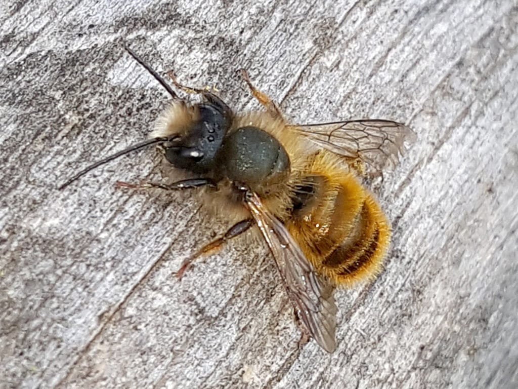 red mason bee