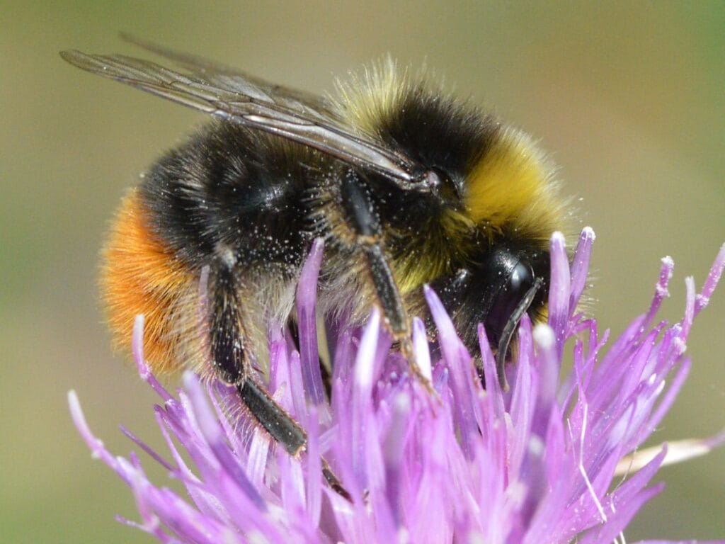 How to Identify Bees - The Backyard Farmer