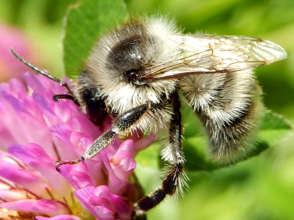 shrill carder bee