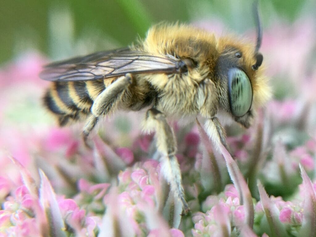 Silvery Leafcutter Bee (Megachile leachella)