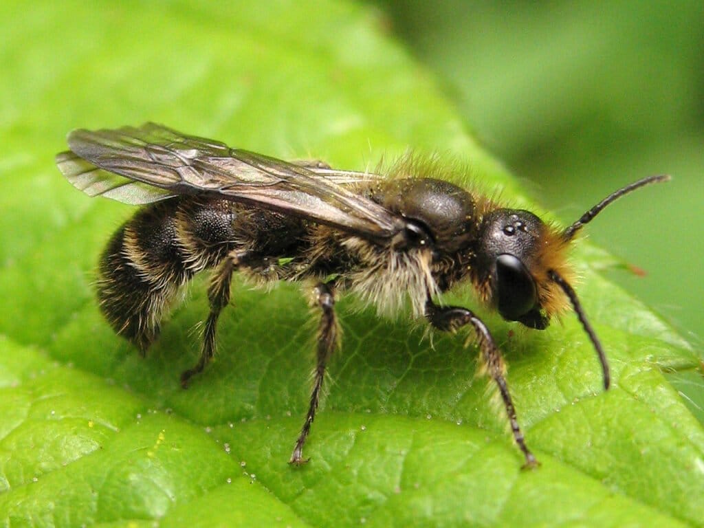 Small Scissor Bee (Chelostoma florisomne)