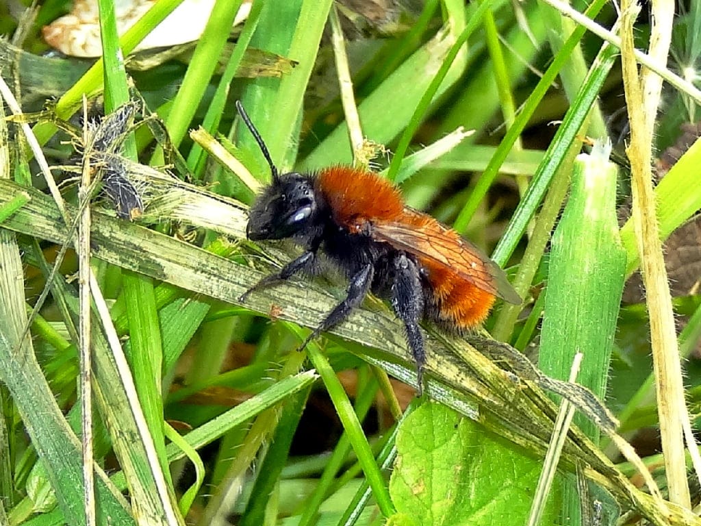 tawny mining bee