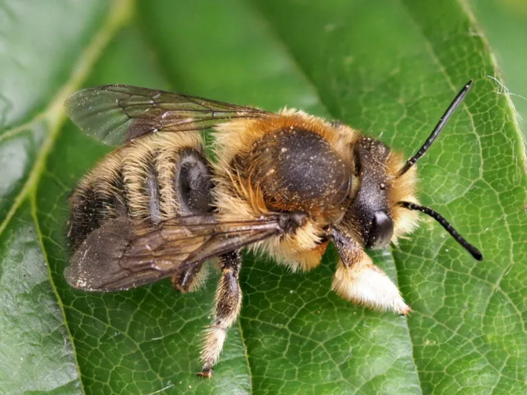 Willoughby’s Leafcutter Bee