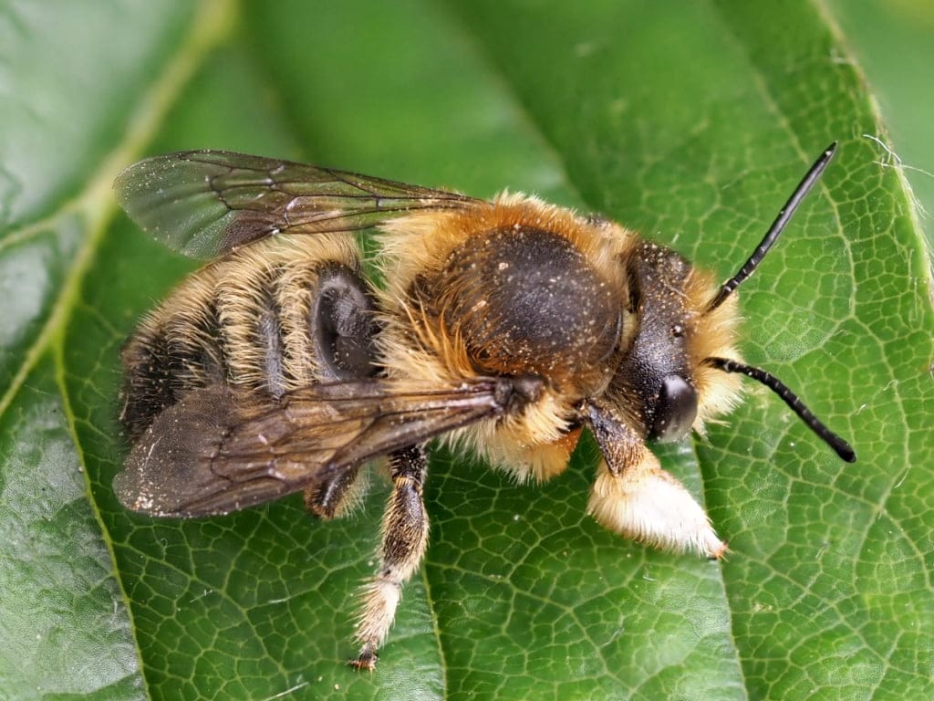 Willoughby’s Leafcutter Bee