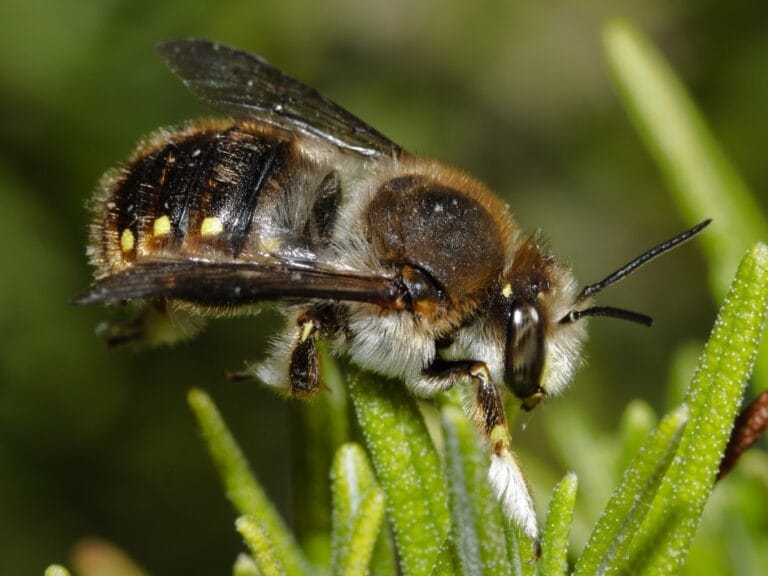 wool carder bee