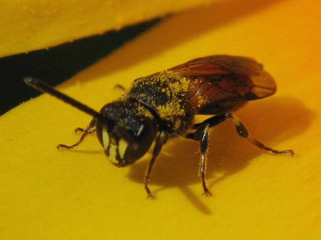 Hylaeus spp.