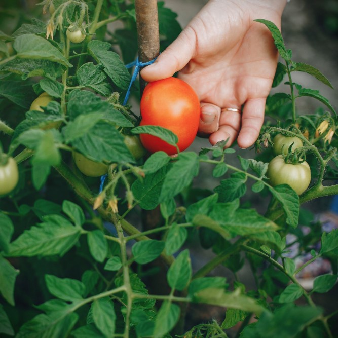 Harvest tomatoes