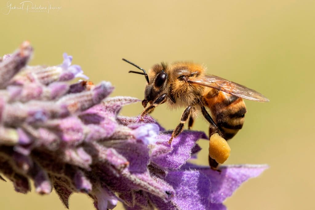 Apis Mellifera