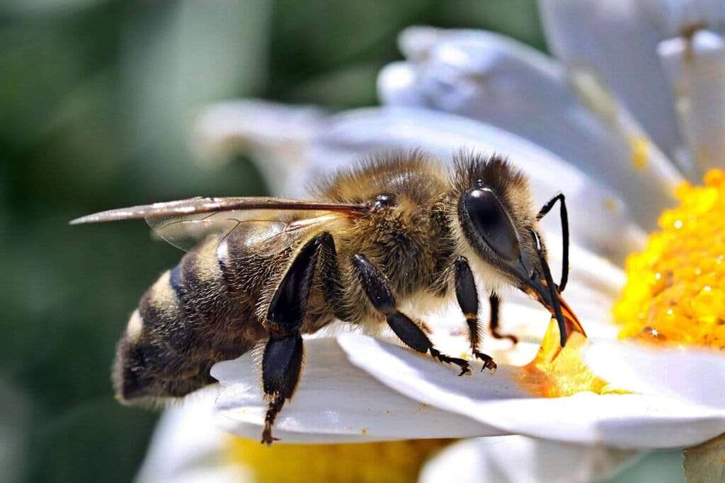 Apis Mellifera Mellifera