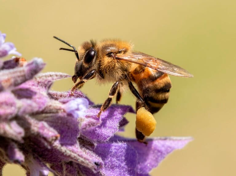The Western Honey Bee Apis Mellifera Indentification