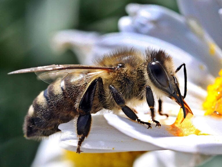 Apis Mellifera Mellifera