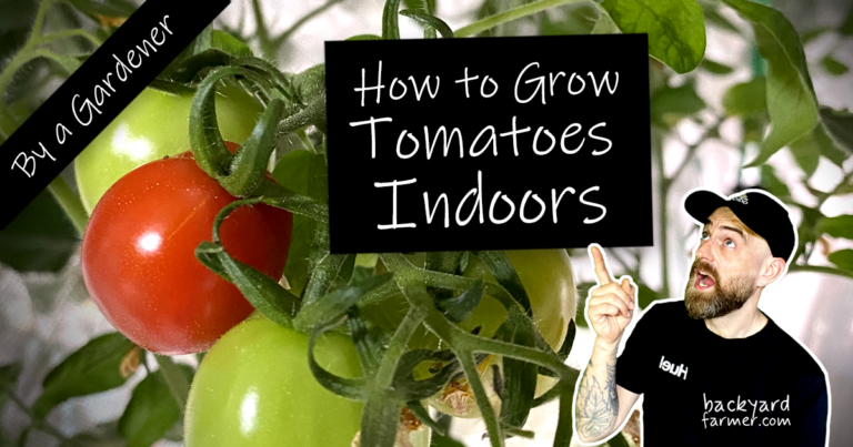 how to grow tomatoes indoors