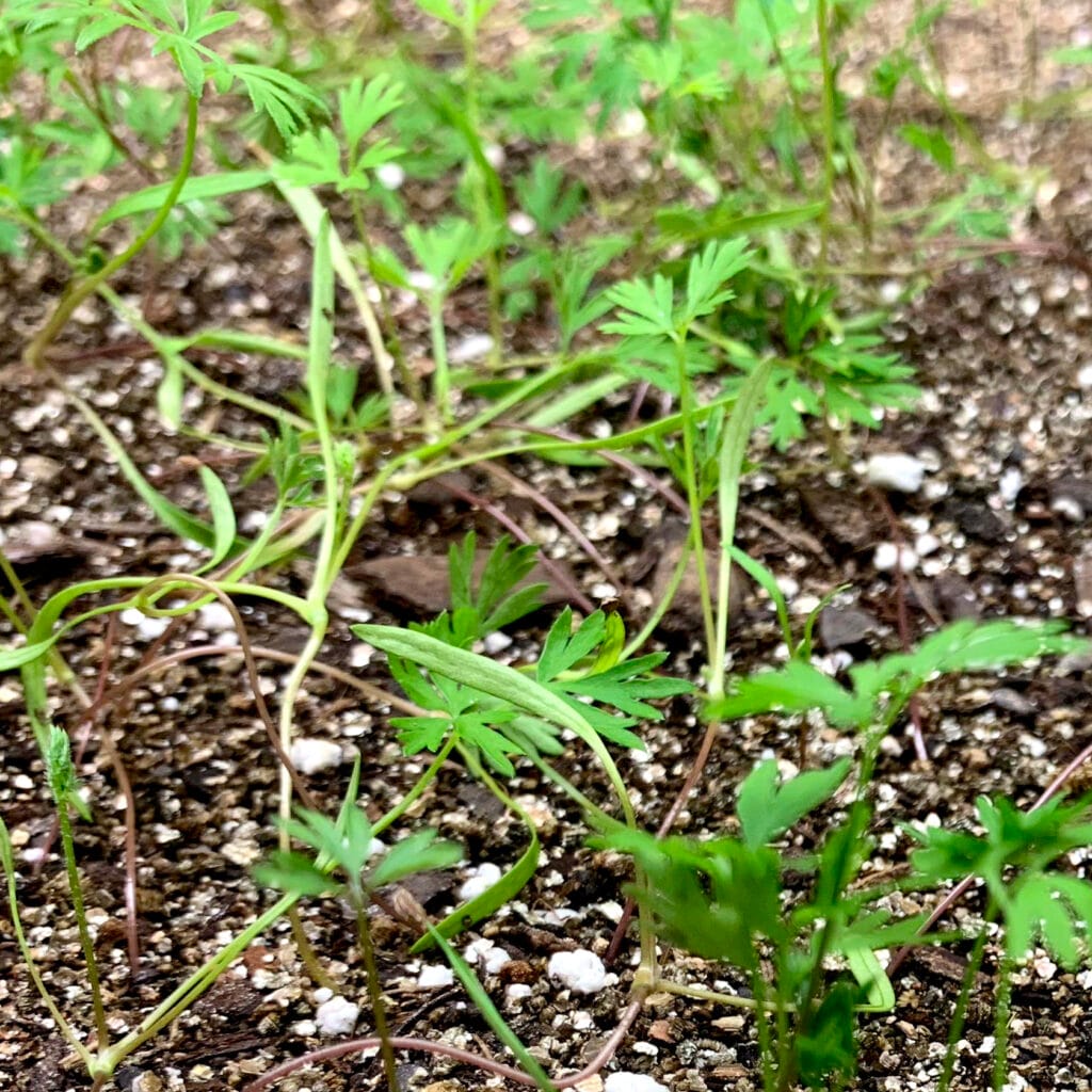 indoor baby carrots