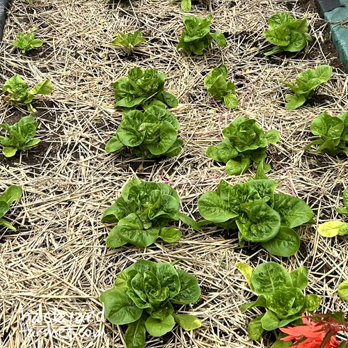 little gem lettuce from DT brown