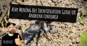 Ashy Mining Bee Identification Guide UK Andrena cineraria