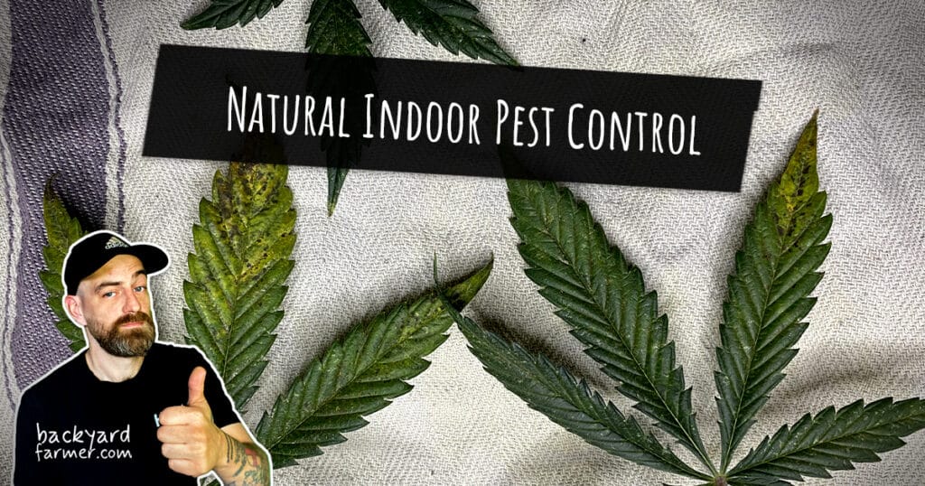 Natural Indoor Pest Control