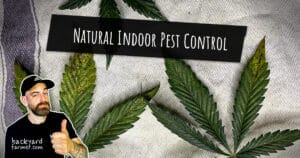 Natural Indoor Pest Control