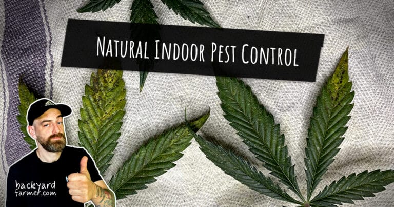 Natural Indoor Pest Control