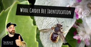 Wool Carder Bee Identification