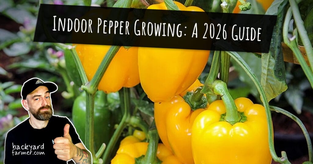 indoor pepper growing