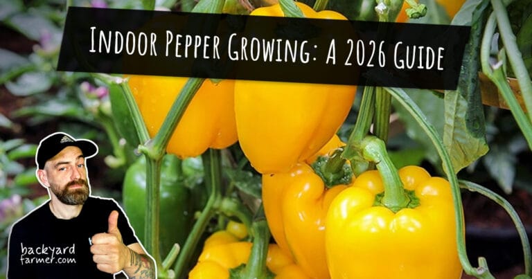 indoor pepper growing