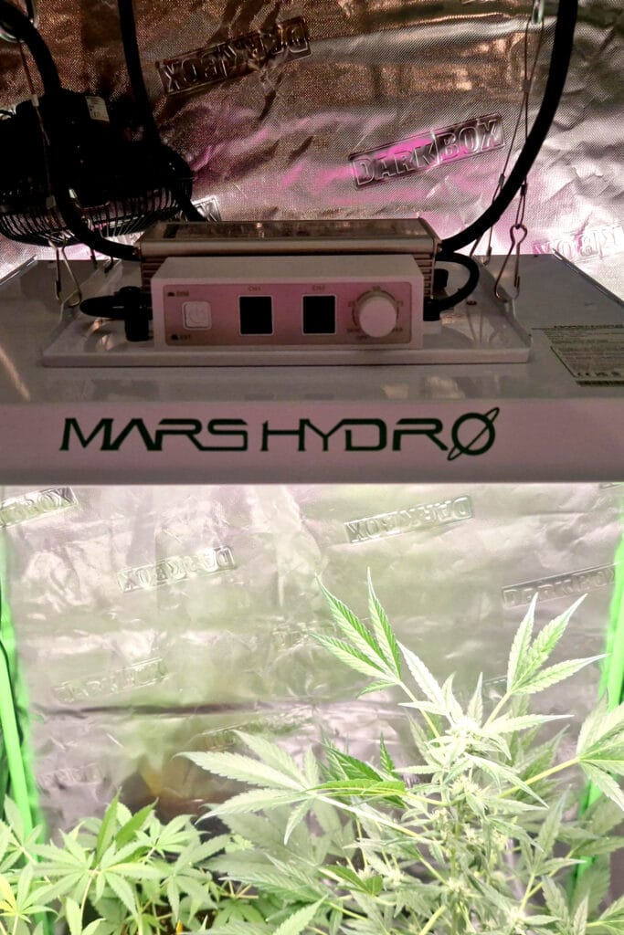Mars Hydro TS1000 LED Grow Light installed in a small indoor grow tent with healthy cannabis plants below, demonstrating full-spectrum lighting in action.