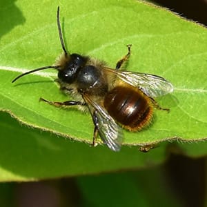 red mason bee Osmia bicornis