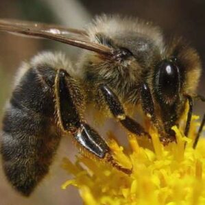 Apis-mellifera-mellifera