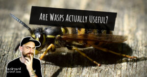 Are Wasps Actually Useful?
