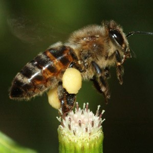 European_honey_bee