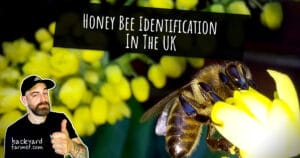Honey Bee Identification UK