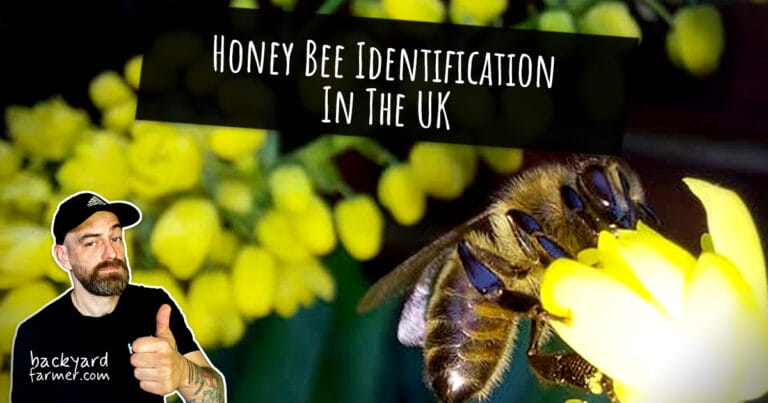 Honey Bee Identification UK