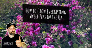 How to Grow Everlasting Sweet Peas in the UK