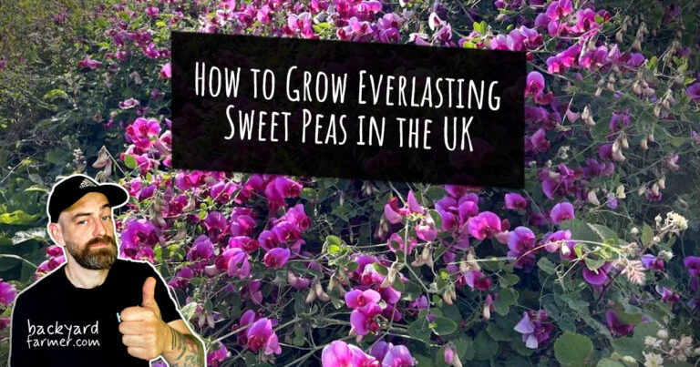 How to Grow Everlasting Sweet Peas in the UK