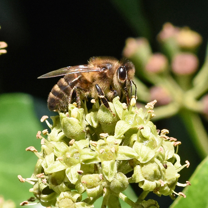 Western honey bee