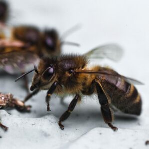 black european honeybee