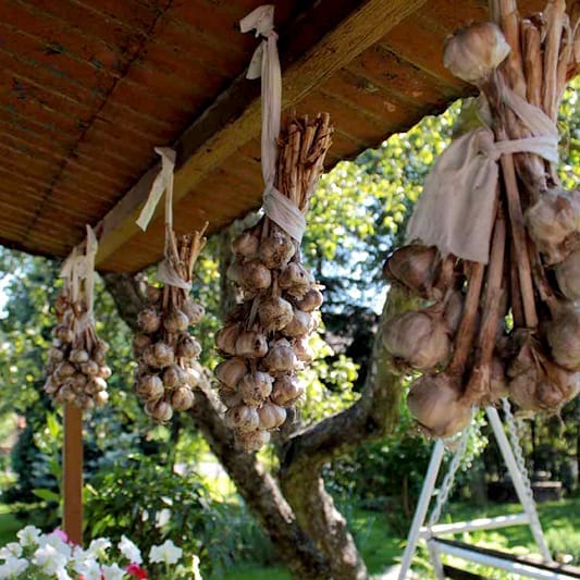 Curing garlic